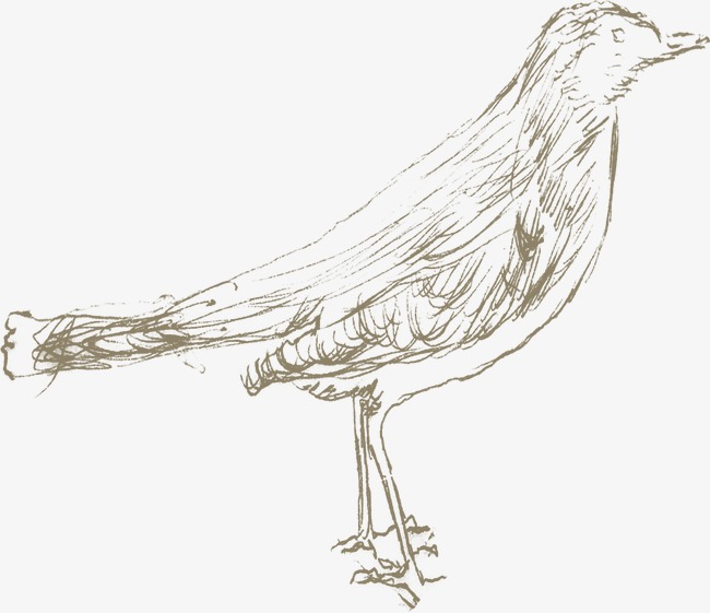 650x561 Birds, Sketch Birds, Hand Painted Birds, Cartoon Bird Png Image - Cartoon Bird Sketch