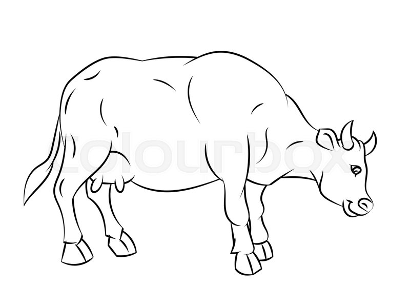 800x599 Hand Drawn Sketch Of Cow Isolated, Black And White Cartoon Vector - Cartoon Cow Sketch