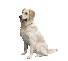 236x210 Dog Clip Art - Cartoon Dog Sketch