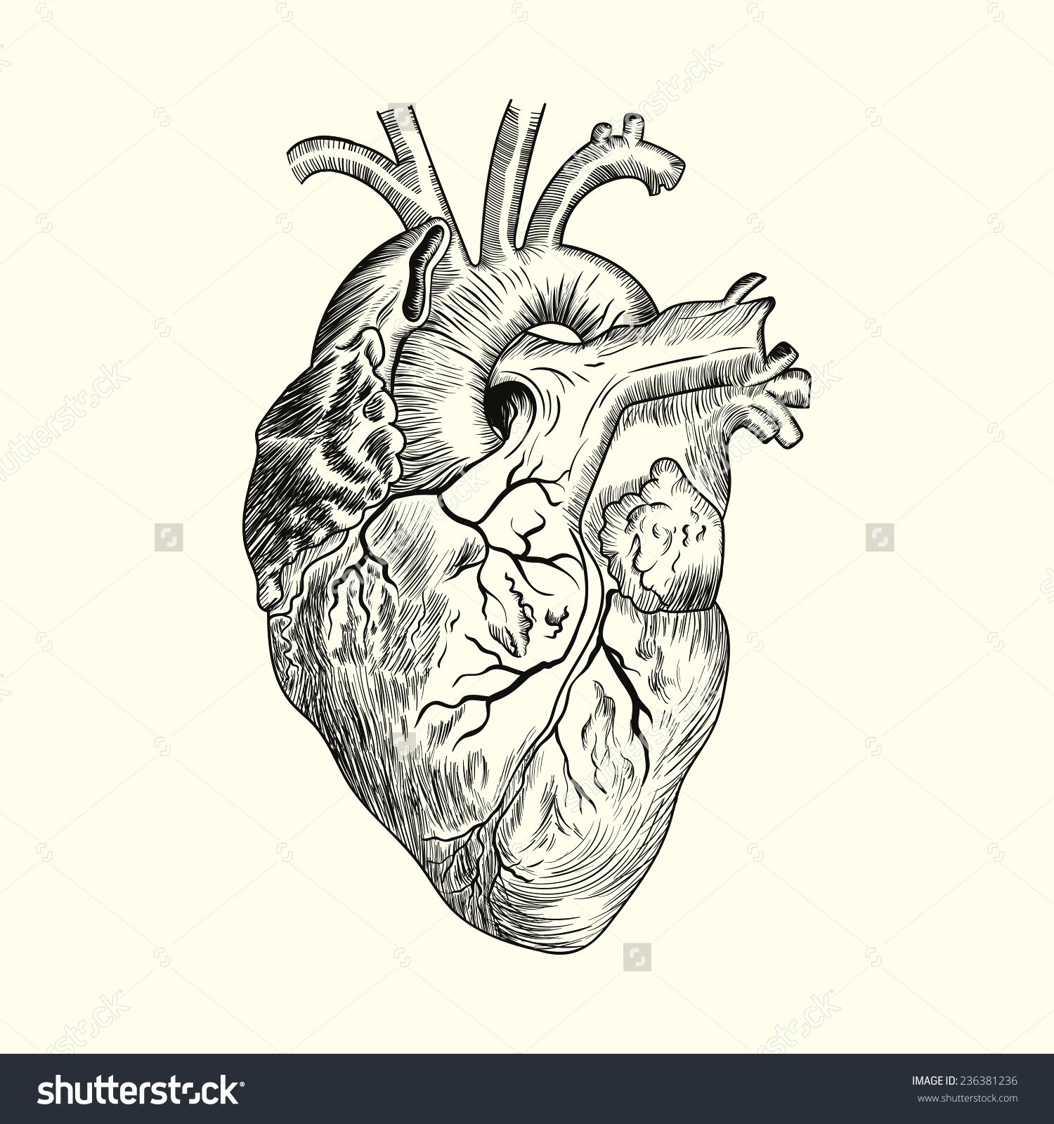 1500x1600 Human Heart In Pencil With Parts Science Website Photo Gallery - Cartoon Heart Sketch