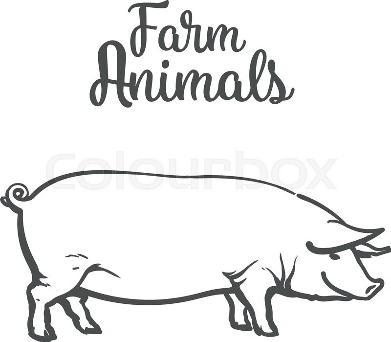 800x699 Pig On A White Background, Farm Animals Pig, Sketch Vector - Cartoon Pig Sketch