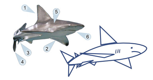 500x263 How To Draw Cartoon Shark In 5 Easy Steps - Cartoon Shark Sketch