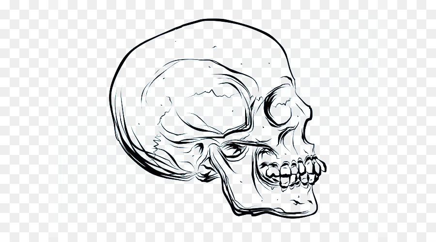 900x500 Drawing Skull Cartoon Euclidean Vector - Cartoon Skull Sketch