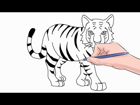 480x360 How To Draw A Tiger Easy Step By Step - Cartoon Tiger Sketch
