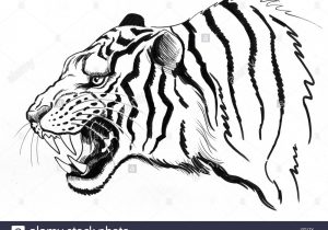 300x210 Tiger Sketch Pictures Tiger Drawing Cartoon Tiger Cartoon Drawing - Cartoon Tiger Sketch