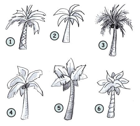 450x405 How To Draw Palm Trees Art How To Draw Drawings - Cartoon Tree Sketch