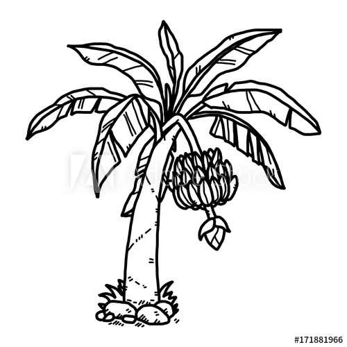 500x500 Banana Tree Cartoon Vector And Illustration, Black And White - Cartoon Tree Sketch