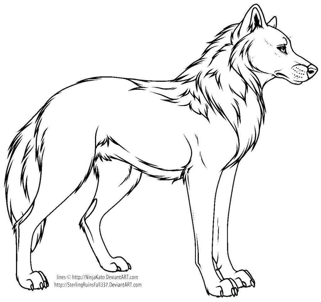 1024x965 Wolf Cartoon - Cartoon Wolf Sketch