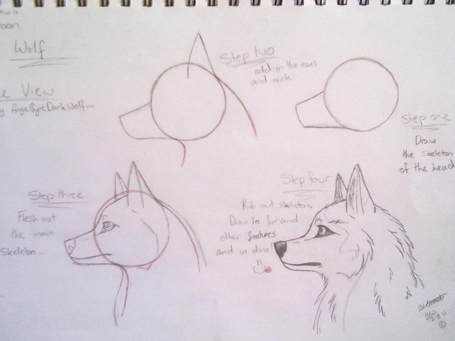 900x675 How To Draw Wolves How To Draw A Cartoon Wolf By - Cartoon Wolf Sketch