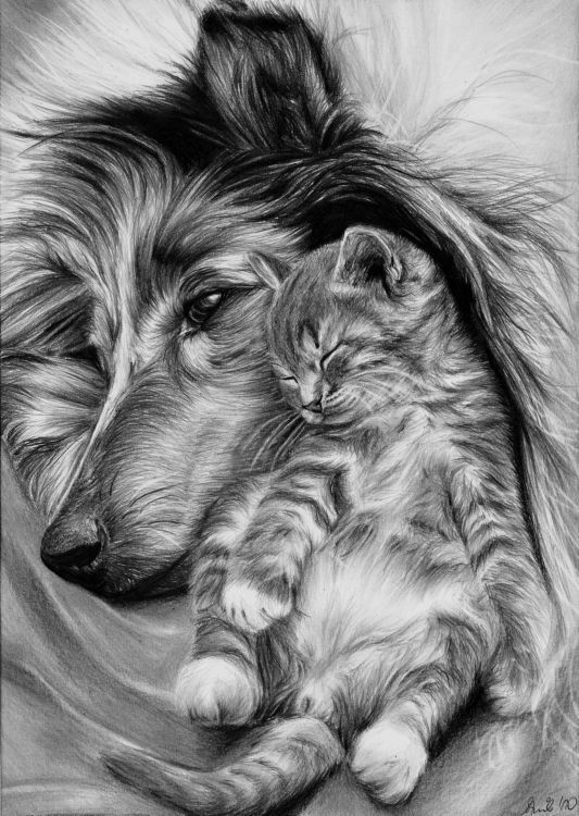 Cat And Dog Sketch At Paintingvalleycom Explore