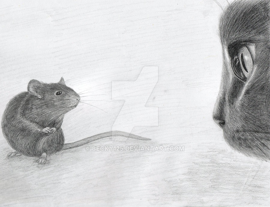 900x690 Cat And Mouse By Becky125 - Cat And Mouse Sketch