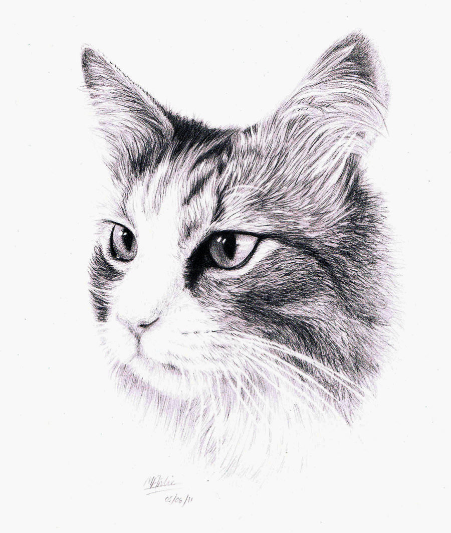 Cat Black And White Sketch