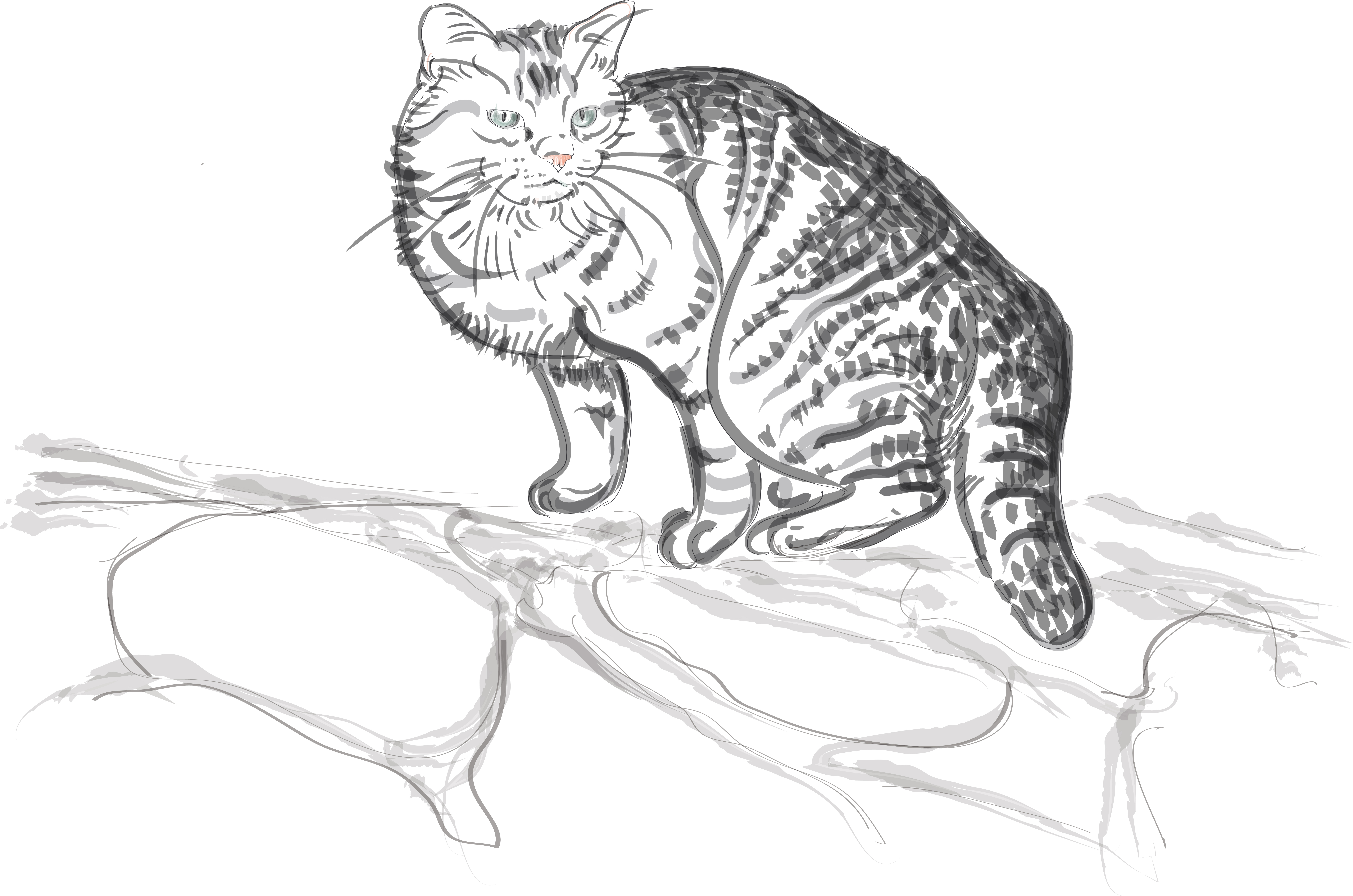 9173x6074 Free Images Black And White, Animal, Pet, Cat, Monochrome - Cat Black And White Sketch