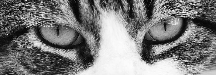 711x249 How To Draw Cat Eyes That Look Real - Cat Black And White Sketch