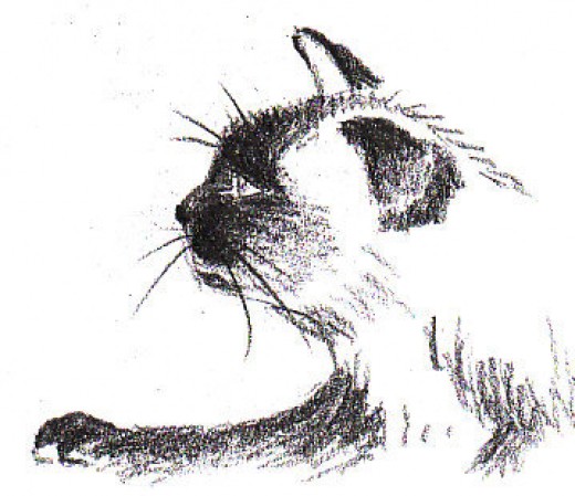 520x449 How To Draw A Siamese Cat Profile Feltmagnet - Cat Black And White Sketch