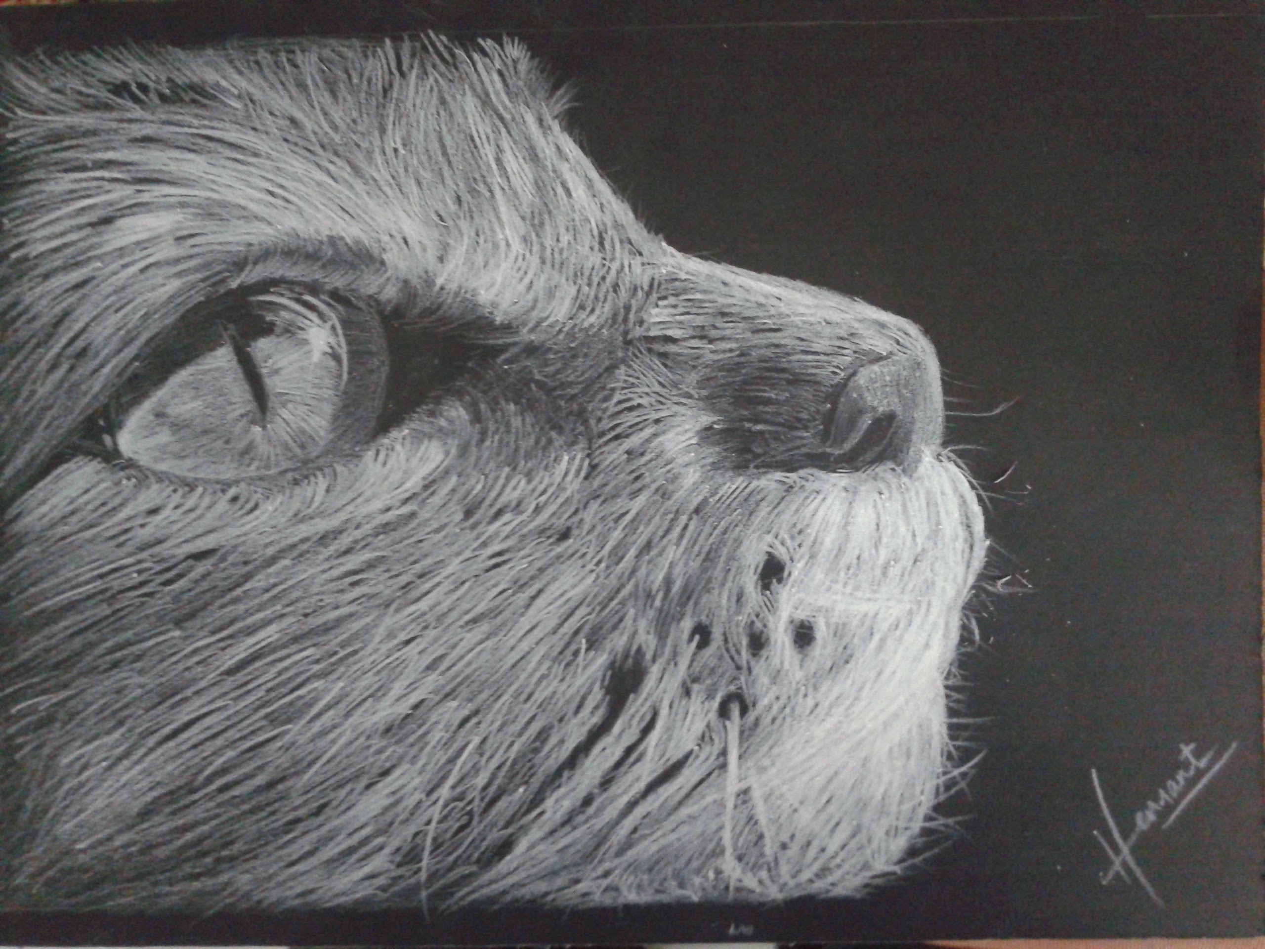 2560x1920 How To Draw Realistic Cute Cat(Time Lapse) - Cat Black And White Sketch