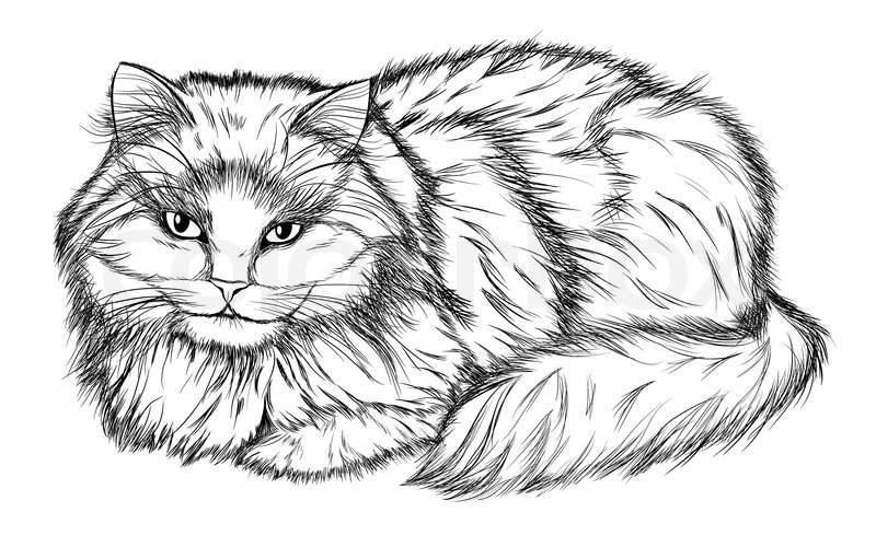 800x489 Lying Cat, Black And White Pencil Drawing Stock Vector Colourbox - Cat Black And White Sketch