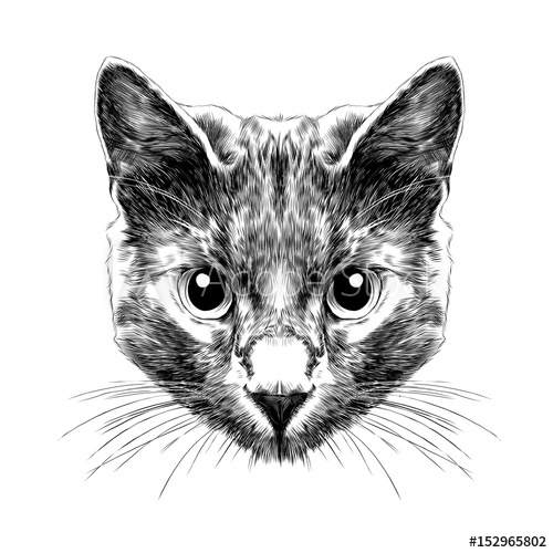 500x500 Cat Breed Russian Blue Face Sketch Vector Black And White Drawing - Cat Black And White Sketch
