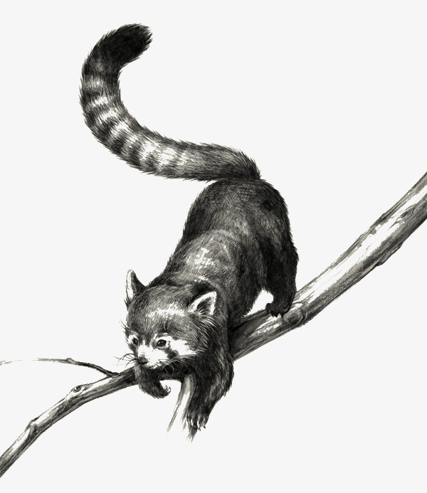 600x693 Black And White Sketch Civet Cat Illustrations, Black And White - Cat Black And White Sketch