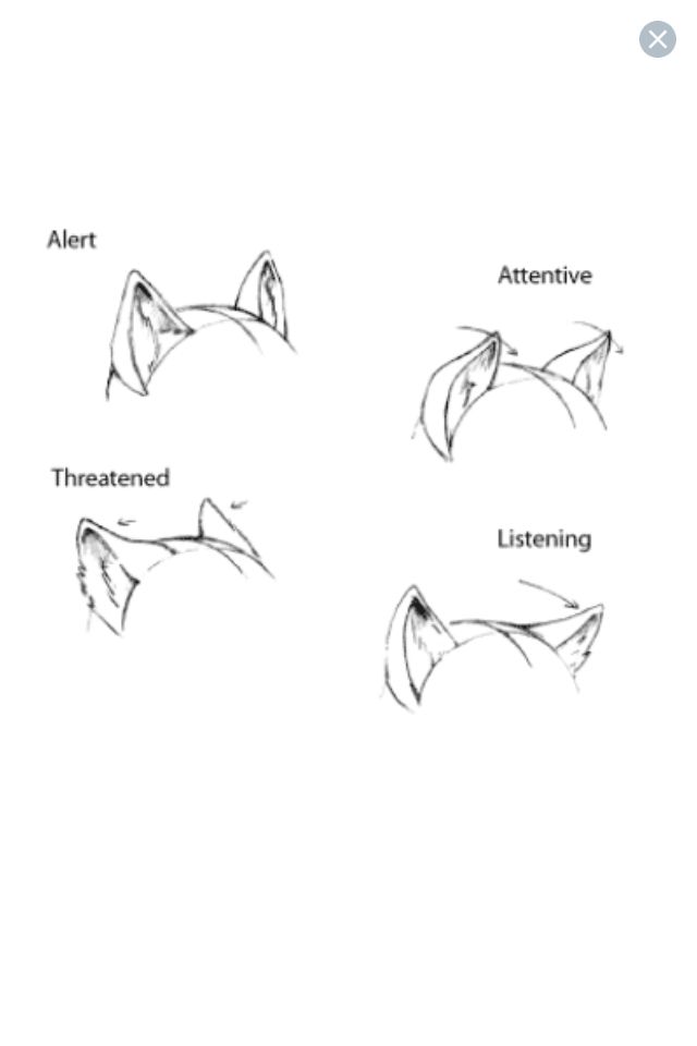 640x960 Ear Expressions Furryanthro Tutorials In 2018 - Cat Ears Sketch