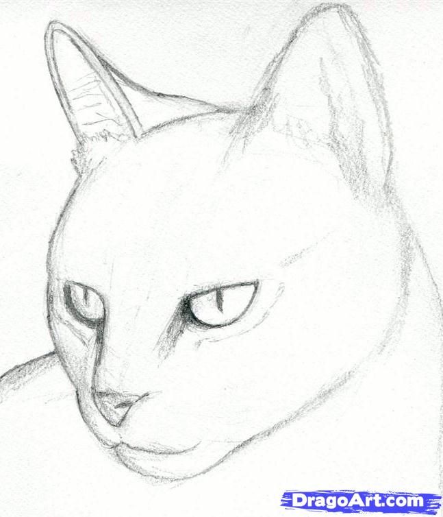 647x754 Cat Drawings Pencil How To Draw A Cat Head, Draw A Realistic Cat - Cat Easy Sketch