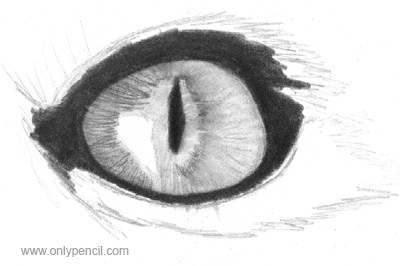 400x266 Drawing Realistic Cat Eyes - Cat Eye Sketch