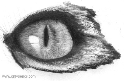 Cat Eye Sketch at PaintingValley.com | Explore collection of Cat Eye Sketch