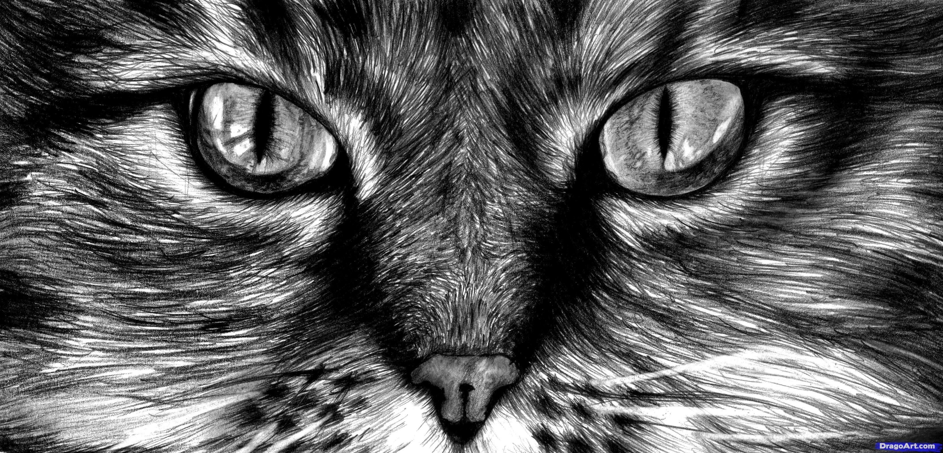 3279x1575 How To Draw Cat Eyes Step 12 Drawing Drawings, Cat - Cat Eye Sketch