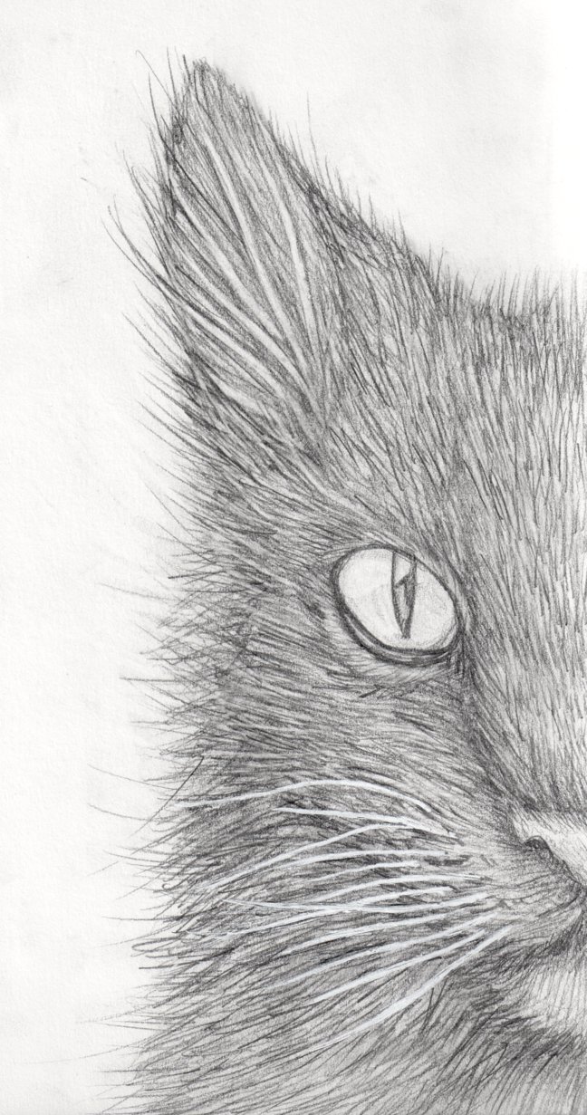 648x1231 Half Cat Face By Catatombi - Cat Face Sketch