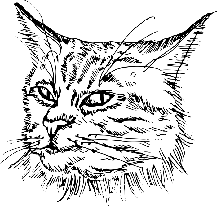 700x665 Main Coon Cat Face (Sketch Style) Dog, Cat Amp Fur Baby Stamps - Cat Face Sketch