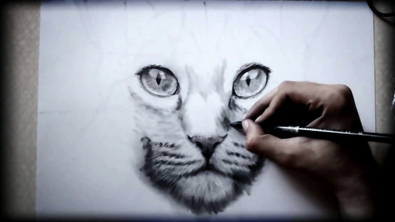 1280x720 Quick Cat Face Sketch Graphite On Bristol Paper. - Cat Face Sketch