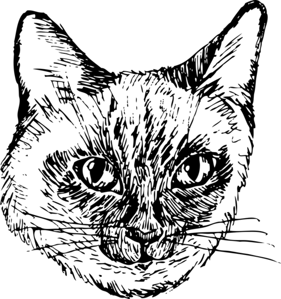 565x600 Siamese Cat Face (Sketch Style) Dog, Cat Amp Fur Baby Stamps - Cat Face Sketch