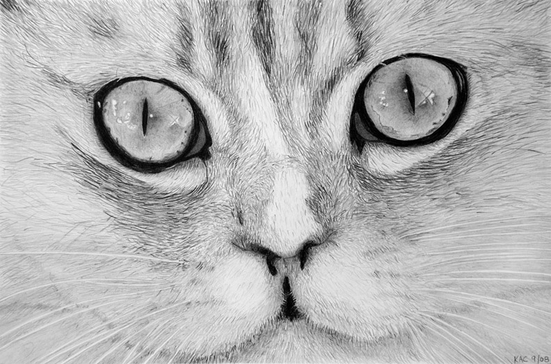 792x523 Cat Face [Archive] - Cat Face Sketch