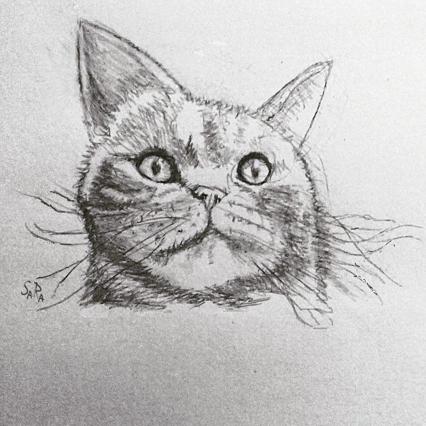 Cat Face Sketch at PaintingValley.com | Explore collection of Cat Face ...