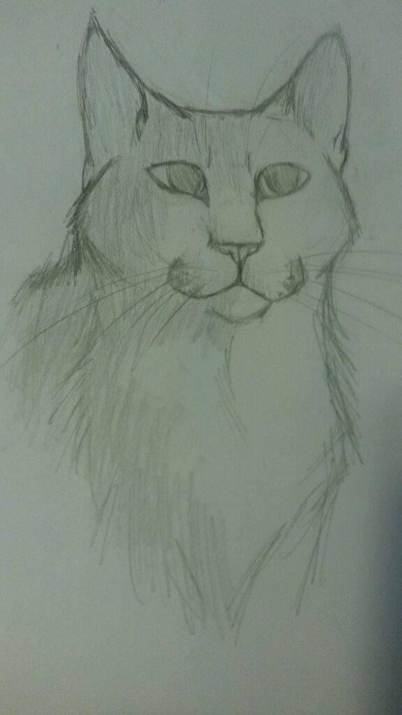 576x1024 Cat Head Sketch Warriors Amino - Cat Head Sketch