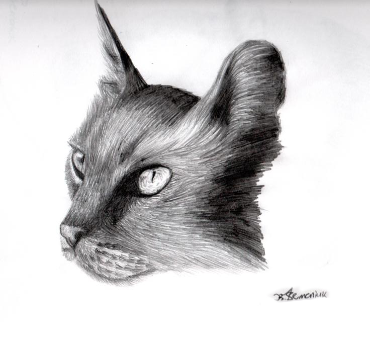 736x672 Created To Create Cat Head Sketch - Cat Head Sketch
