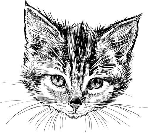 500x451 Hand Drawn Cats Head Vector Set 05 Free Download - Cat Head Sketch