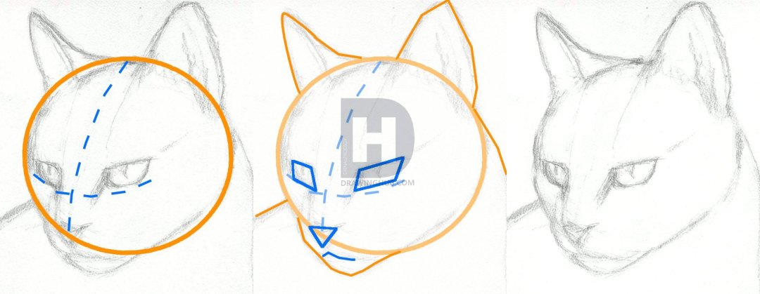 1080x419 How To Draw A Cat Head, Draw A Realistic Cat, Step By Step - Cat Head Sketch