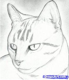 236x275 Cat Drawings Pencil How To Draw A Cat Head, Draw A Realistic Cat - Cat Head Sketch