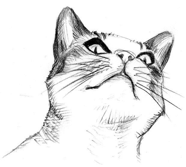 620x559 Image - Cat Images Sketch