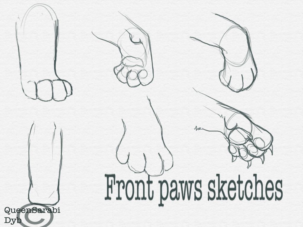 1024x768 Front Paws Sketches By Dyb Koshechki Sketches - Cat Paw Sketch