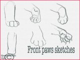 160x120 Awesome Cat Paw Drawing Stock Of Drawing Design 57343 - Cat Paw Sketch
