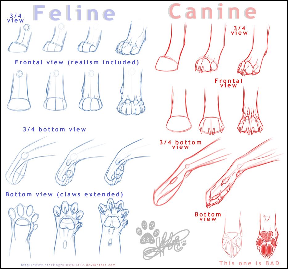 934x870 Cat Dog Drawing Art Wolf Cats Draw Feline Vs Felines Anatomy - Cat Paw Sketch