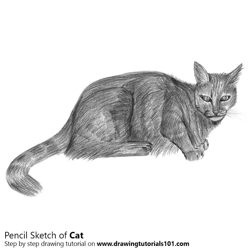 800x800 Cat Pencil Drawing - Cat Pencil Sketch