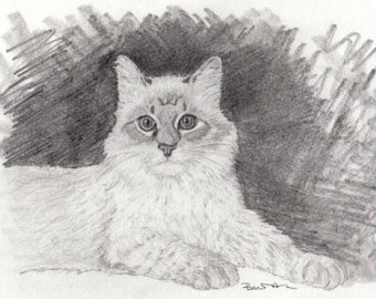 340x270 Cat Pencil Drawing Etsy - Cat Pencil Sketch