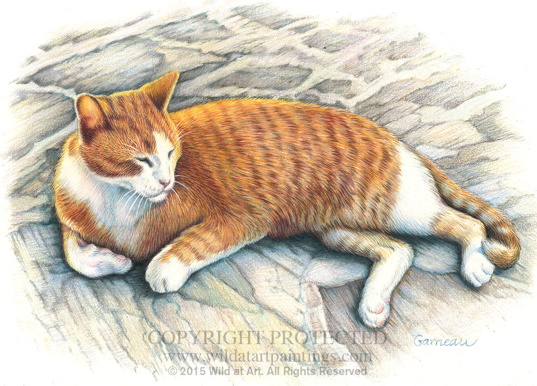 1080x776 Drawn Pencil Cat 3401637 - Cat Pencil Sketch