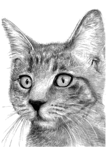354x500 Image - Cat Pencil Sketch