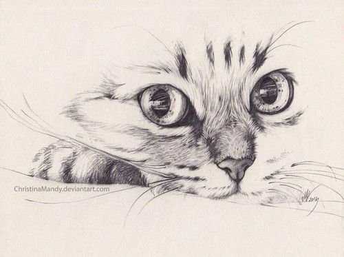500x373 Imagen De Cat, Pencil, And Drawing Cats - Cat Pencil Sketch