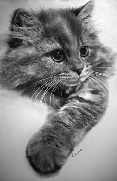 389x600 Incredible Photorealistic Pencil Drawings Of Cats Flavorwire - Cat Pencil Sketch