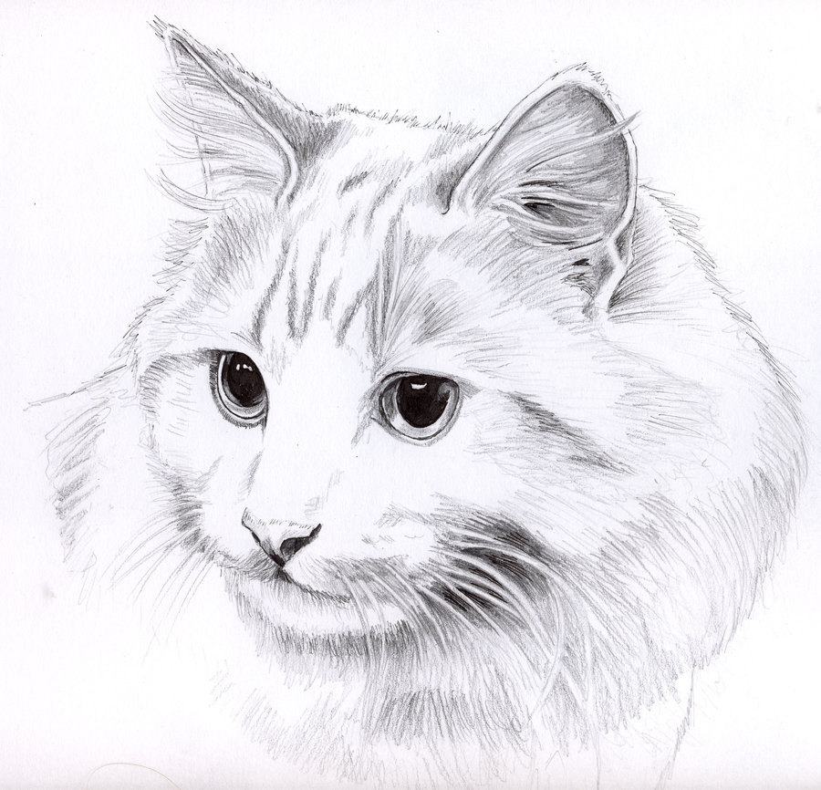 900x866 Pencil Cat Portrait By Kingzoidlord - Cat Pencil Sketch